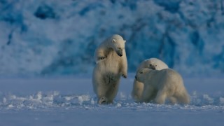 Земля ночью в цвете 2 сезон 6 серия
