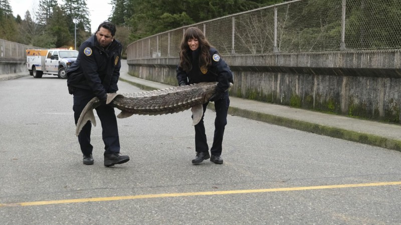 Контроль за животными 8 серия Контроль за животными 8 серия